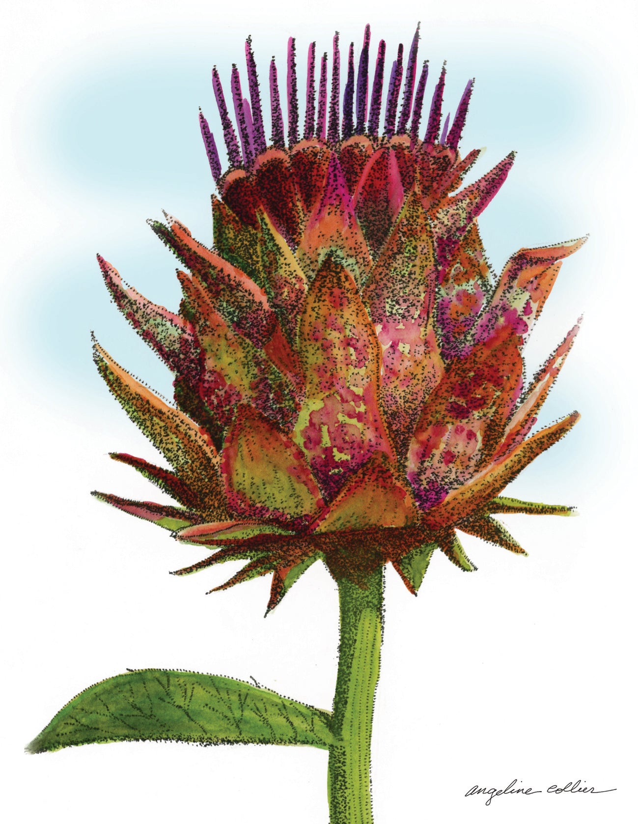 Artichoke Thistle Notecard